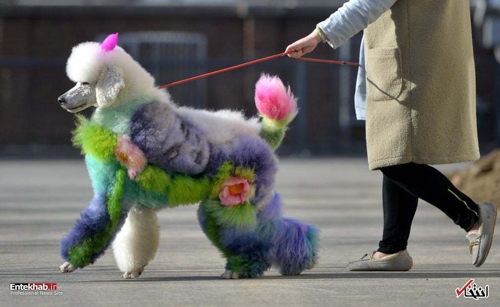 عکس/ یک سگ نقاشی شده در چین