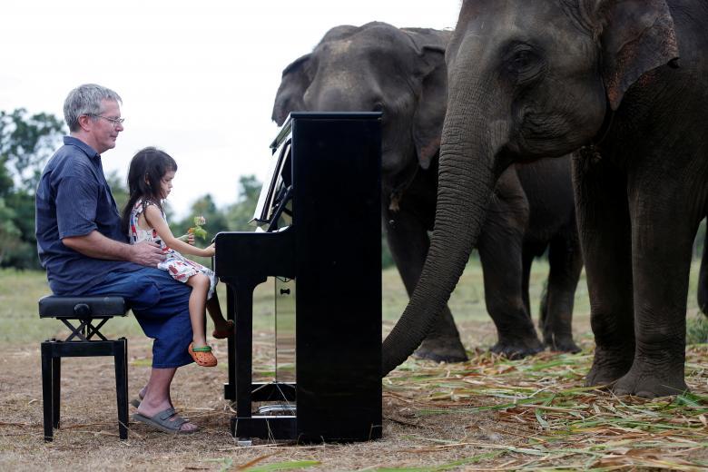 عکس/ نواختن پیانو  برای فیل های از کار افتاده