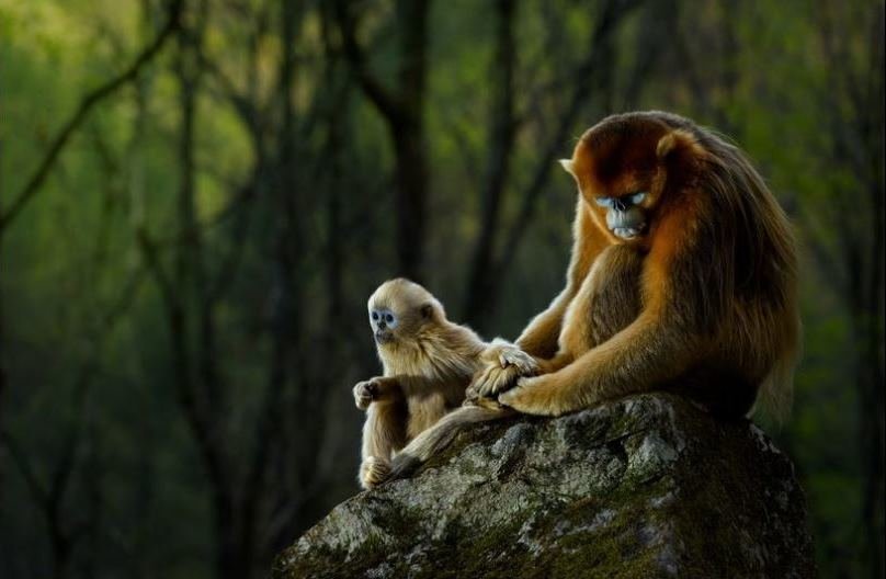 عکس/ میمون پدر و میمون پسر