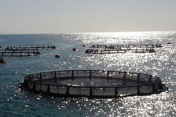 تولید ماهیدرقفس در استان بوشهر گسترش مییابد/ بومیسازی تولید