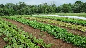 کشاورزان در بحث آبیاری سبزیجات با فاضلاب تقصیری نداشتند
