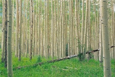 طرحهای زراعت چوب در چهارمحال و بختیاری بیمه میشوند