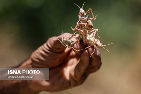 گزارش تصویری: هجوم ملخ‌ها به استان هرمزگان