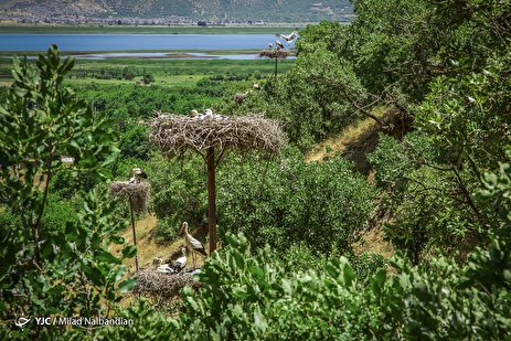 گزارش تصویری: حاجی لق لق