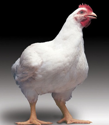 شیوع بیماری‌های طیور عامل افزایش قیمت مرغ است