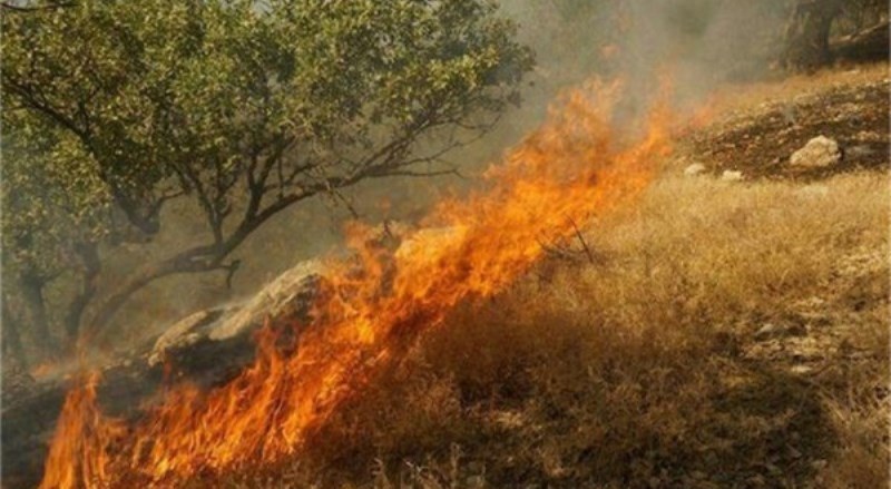 ۱۱۲ اصله درخت بادام و پسته طعمهی حریق شد