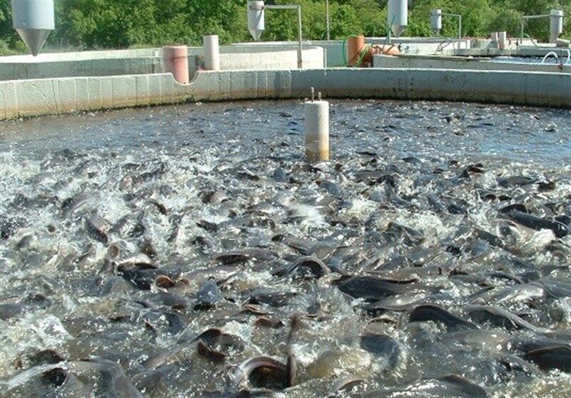 رهاسازی ۱۳۰۰ قطعه ماهی خاویاری در مزارع جلفا