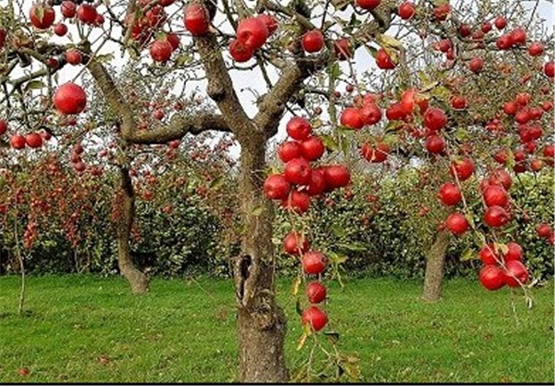 تولید سیب قره قرمز در ۵۰۰ هکتار از باغات اهر