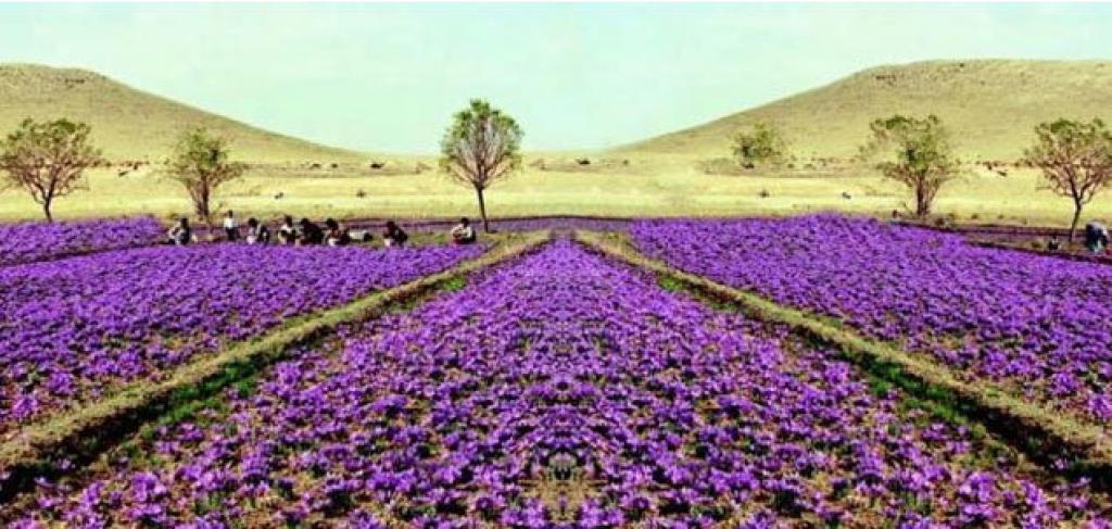 ستاد کشت زعفران در قزوین تشکیل شد