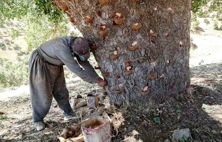 برداشت ۲۵ تن سقز از جنگلهای ملکشاهی
