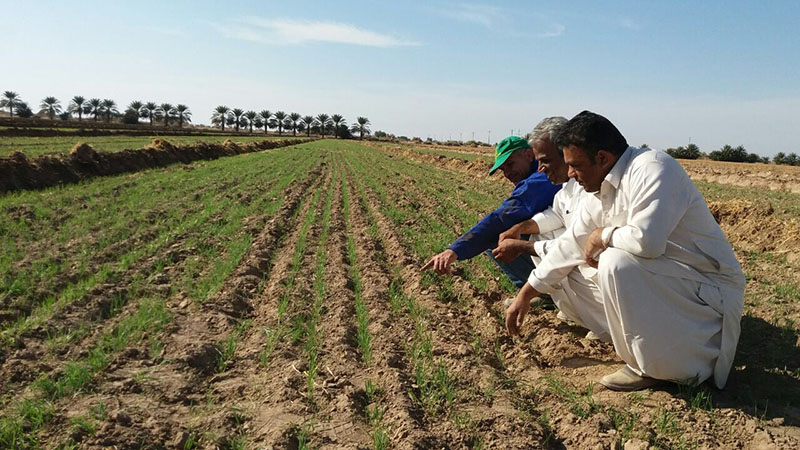 افزایش سطح زیر کشت محصولات زراعی در سیستان وبلوچستان