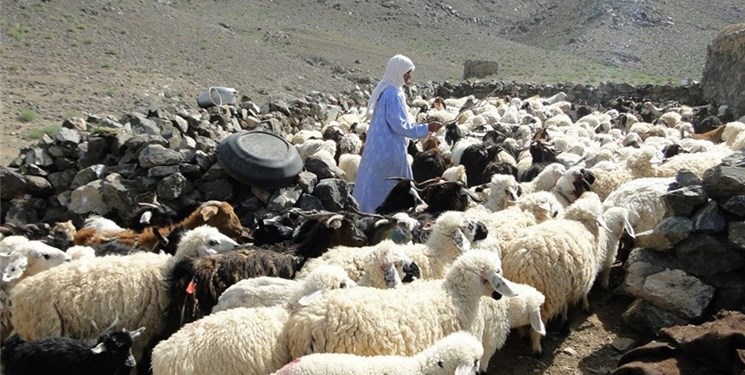 گلههای پُر و پیمان عشایر در استان سمنان/ پنلهای خورشیدی روشنیبخش ۳۵۰ سیاهچادر