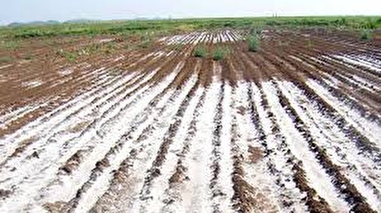 شوری خاک تهدیدی برای کشاورزی پایدار در آذربایجان شرقی