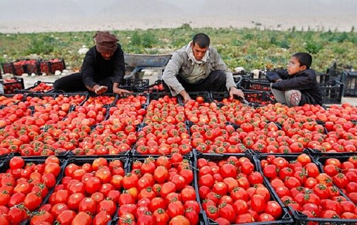 ۲۰۰ هکتار از زمین‌های کشاورزی گچساران زیر کشت گوجه پاییزه رفته است