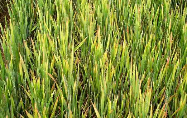 بیماری سرخه در گندم‌های آذربایجان شرقی/ لزوم سمپاشی ۵۰ درصد از مزارع آبی گندم استان