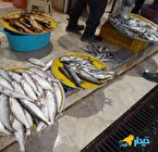 کاهش صید ماهی و افزایش قیمت این غذای مهم