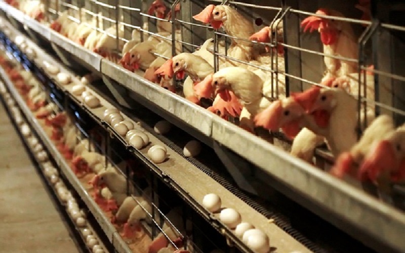 صادرات تخم‌مرغ آزاد می‌شود