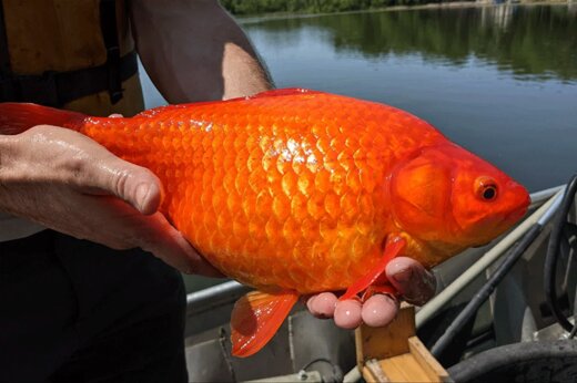 ماهی‌های قرمز چه مخاطراتی برای گونه‌های بومی دارند
