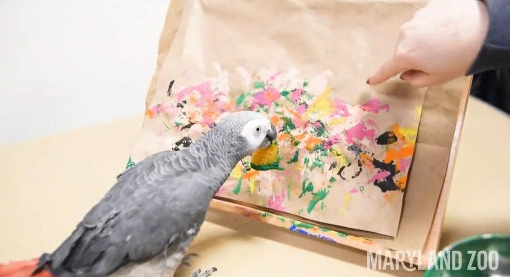 طوطی خاکستری آفریقایی یاد می‌گیرد که چگونه نقاشی کند
