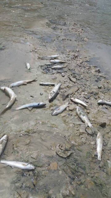 تلف شدن بیش از چند هزار قطعه ماهی در رودخانه ایلام