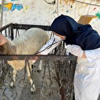 تاکید دامپزشکی بر ذبح دام (عیدقربان) در کشتارگاه ها