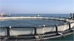 گام بلند شیلات در تجارتی پرسود و کم هزینه در خوزستان/ اجرای پرورش ماهیان دریایی در قفس در بحرکان هندیجان