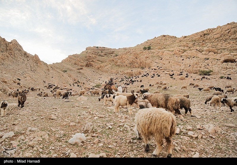 آغاز کوچ عشایر خوزستان/ گزارش تصویری