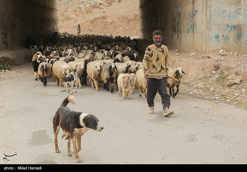 آغاز کوچ عشایر خوزستان/ گزارش تصویری