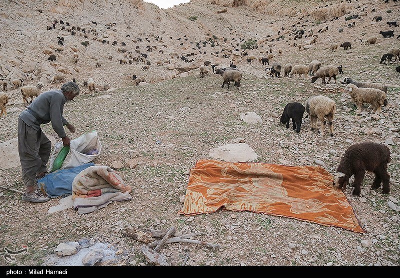 آغاز کوچ عشایر خوزستان/ گزارش تصویری