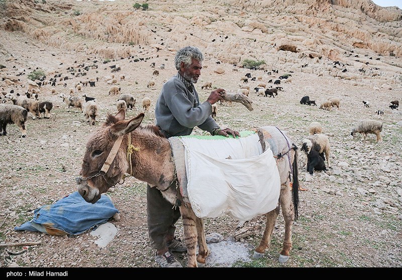 آغاز کوچ عشایر خوزستان/ گزارش تصویری