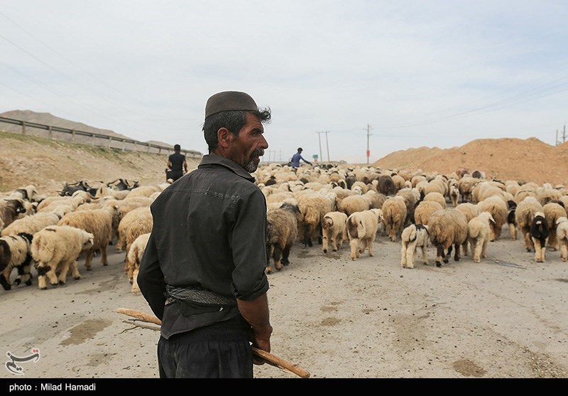 آغاز کوچ عشایر خوزستان/ گزارش تصویری