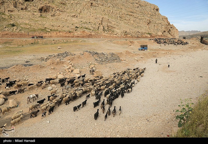 آغاز کوچ عشایر خوزستان/ گزارش تصویری