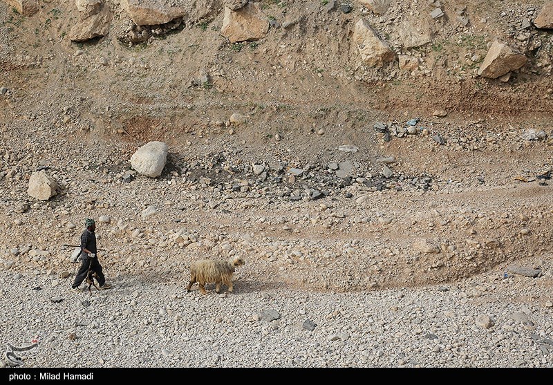 آغاز کوچ عشایر خوزستان/ گزارش تصویری