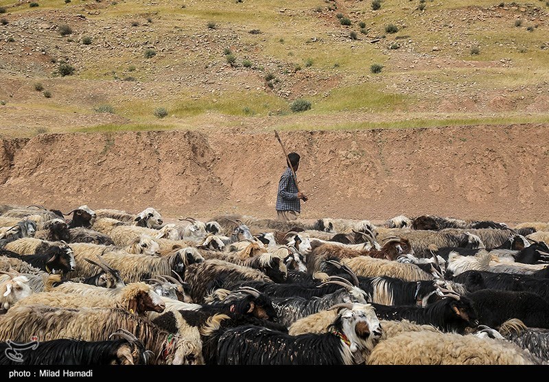 آغاز کوچ عشایر خوزستان/ گزارش تصویری