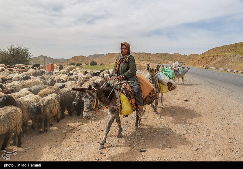 آغاز کوچ عشایر خوزستان/ گزارش تصویری