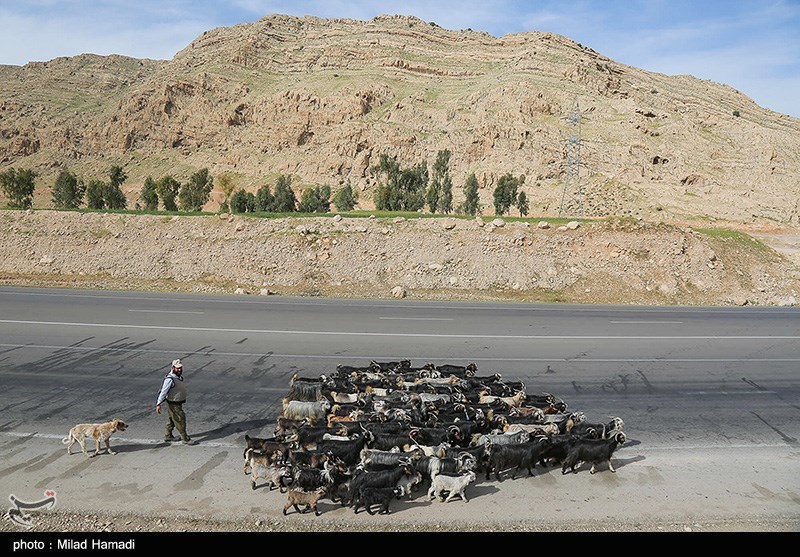 آغاز کوچ عشایر خوزستان/ گزارش تصویری