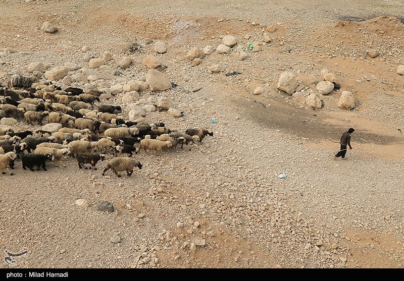 آغاز کوچ عشایر خوزستان/ گزارش تصویری