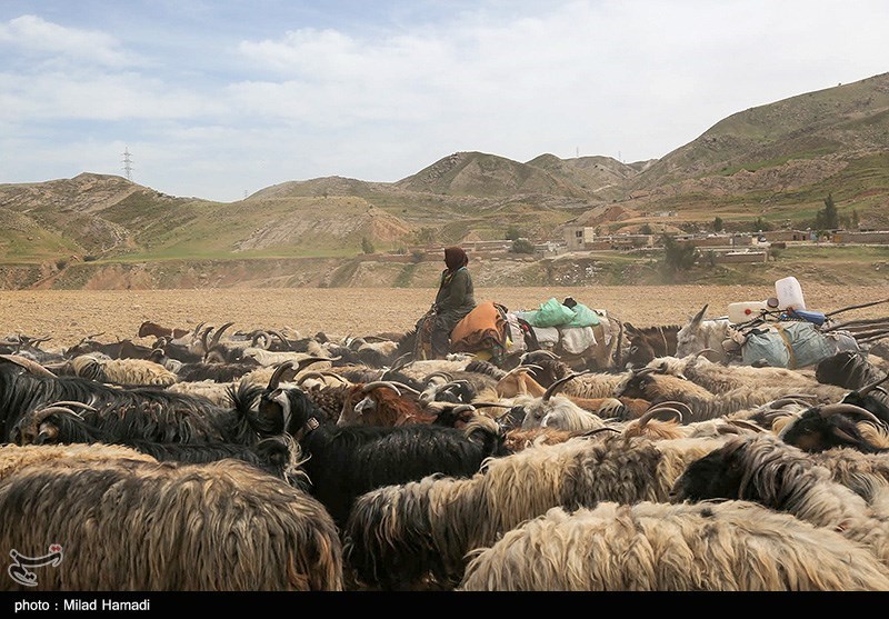 آغاز کوچ عشایر خوزستان/ گزارش تصویری