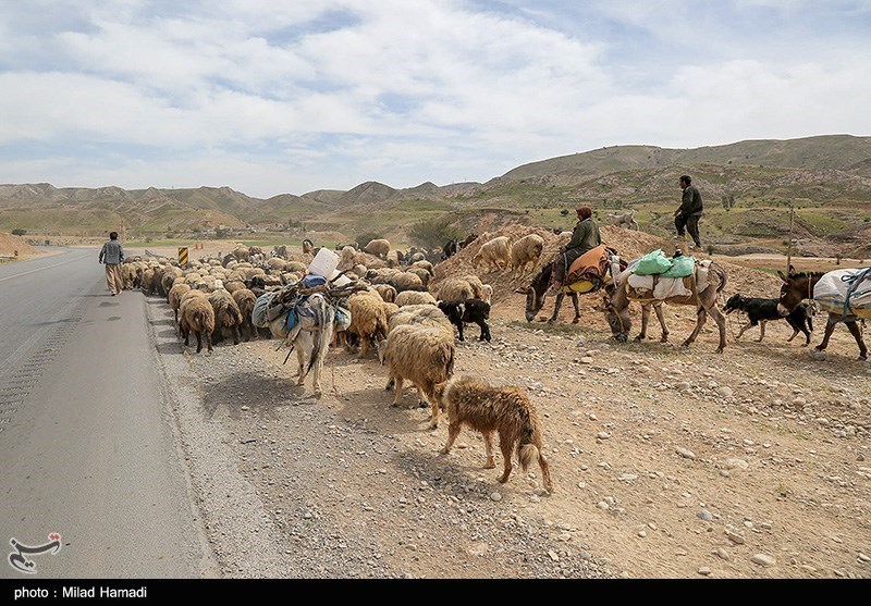 آغاز کوچ عشایر خوزستان/ گزارش تصویری