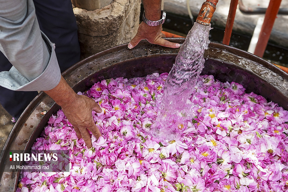 جشنواره گل و گلاب میمند استان فارس/ گزارش تصویری