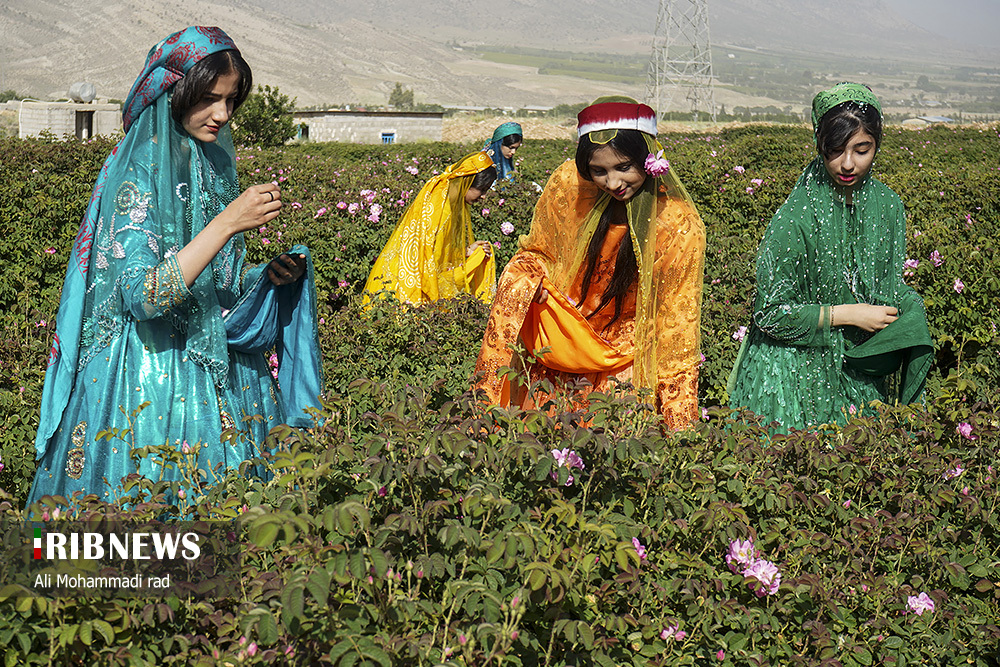 جشنواره گل و گلاب میمند استان فارس/ گزارش تصویری