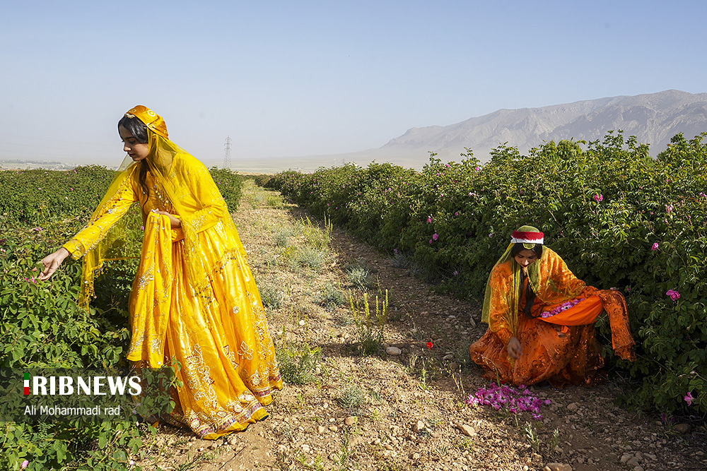 جشنواره گل و گلاب میمند استان فارس/ گزارش تصویری