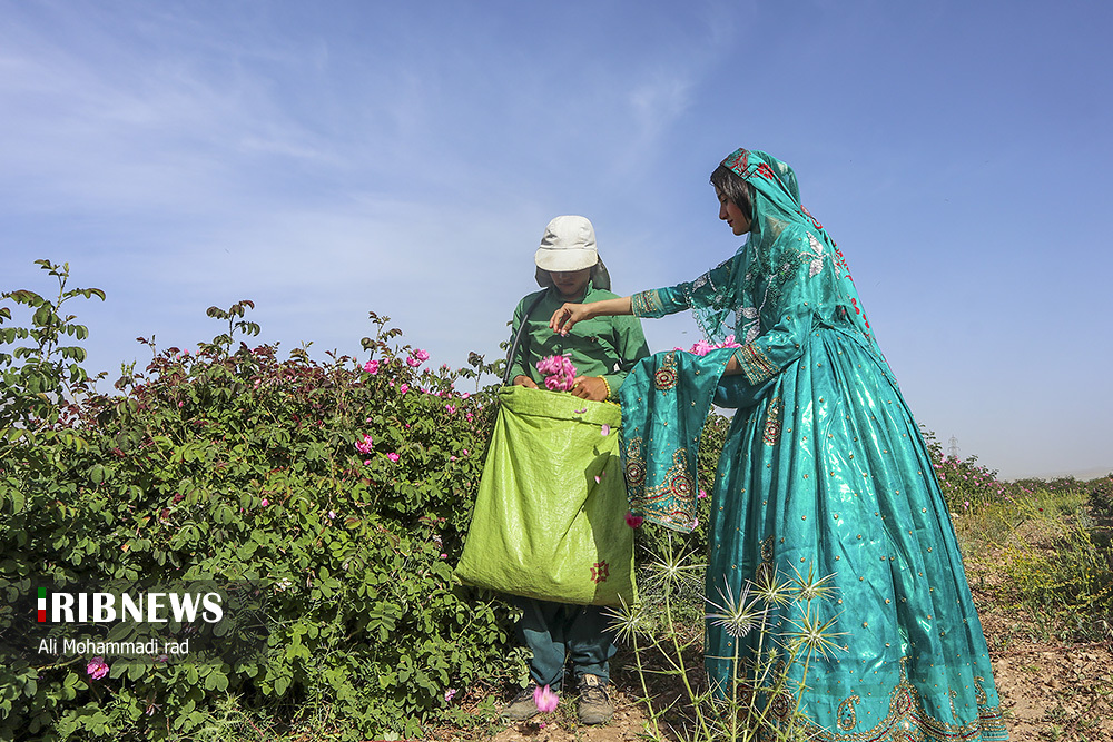 جشنواره گل و گلاب میمند استان فارس/ گزارش تصویری