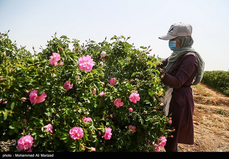 برداشت گل محمدی در قم/ گزارش تصویری