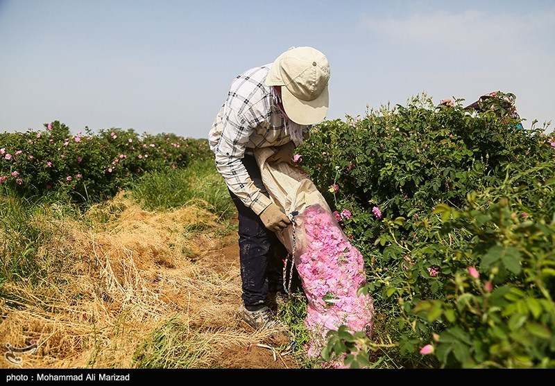 برداشت گل محمدی در قم/ گزارش تصویری