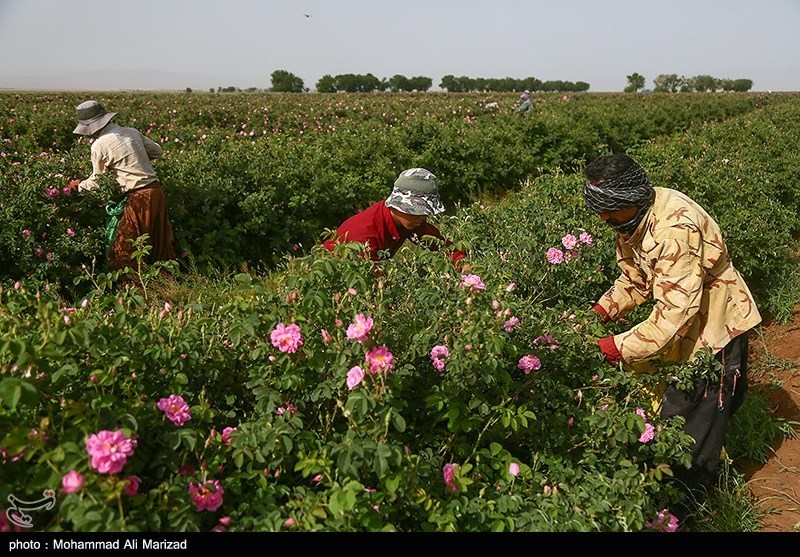 برداشت گل محمدی در قم/ گزارش تصویری