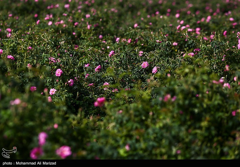 برداشت گل محمدی در قم/ گزارش تصویری