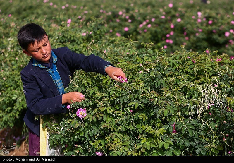 برداشت گل محمدی در قم/ گزارش تصویری