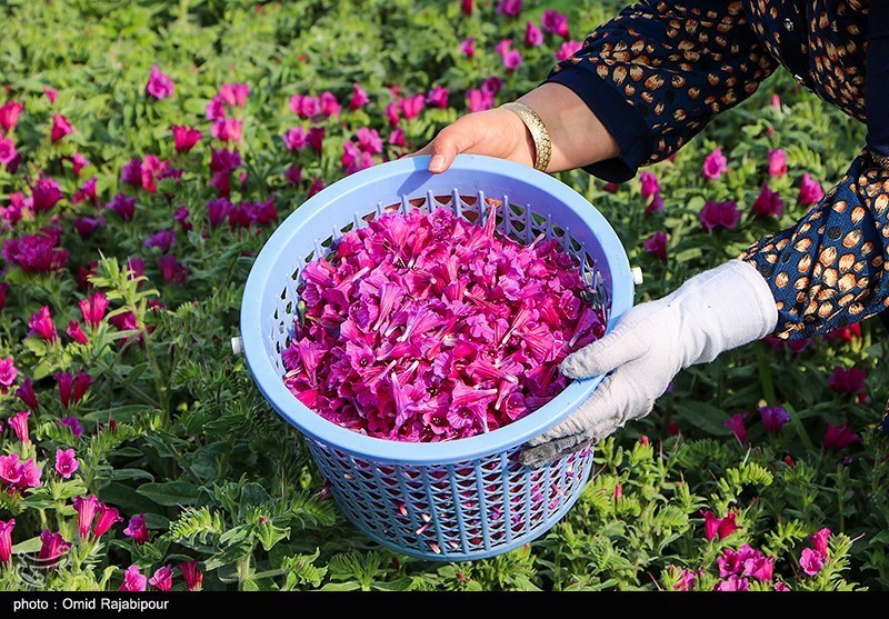 «اشکورات» پایتخت گل گاو زبان ایران/ گزارش تصویری
