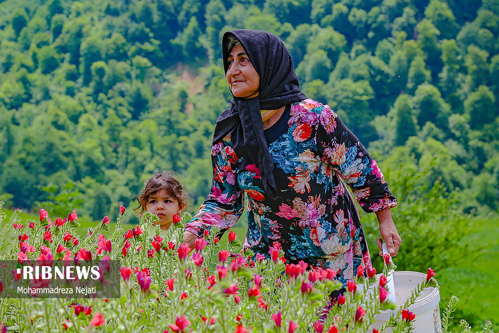برداشت گل گاوزبان در مازندران/ گزارش تصویری